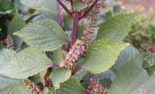 《紫苏芽苗菜种植新篇章：技术解析与实操指南》