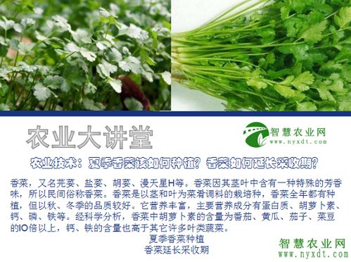 香菜种植攻略：揭秘高效管理之道，让您轻松收获绿色香韵