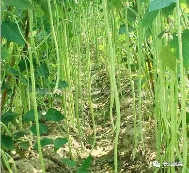 豆角施肥种植，如何实现高产高效？