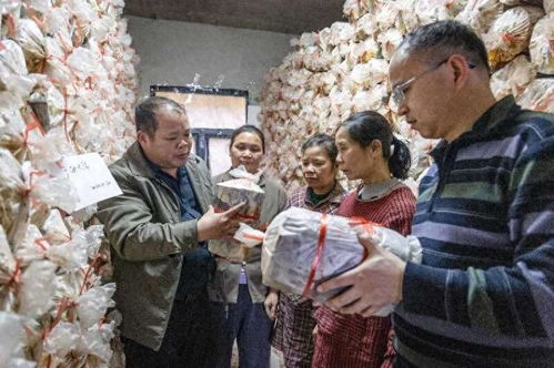 揭秘灵芝种植奥秘：揭秘自然养生珍宝的培育之道