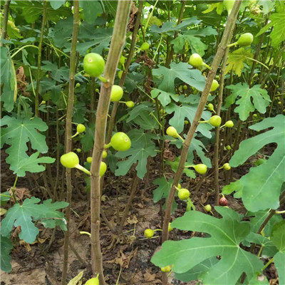 无花果种植管理：揭秘高效产量的秘密武器