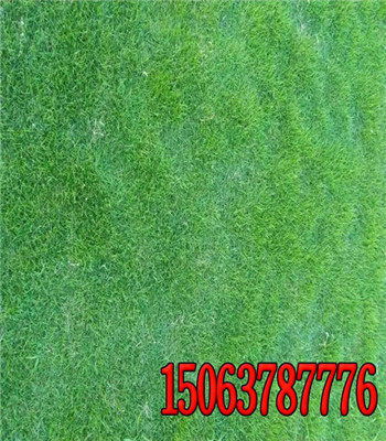 北方苜蓿草种植技术揭秘：如何提升产量与品质？