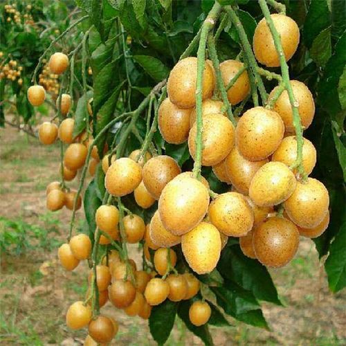 黄皮果种植新篇章：揭秘高效种植与管理技巧