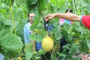 甜瓜种植技术升级：揭秘高效栽培秘诀，打造优质甜瓜市场