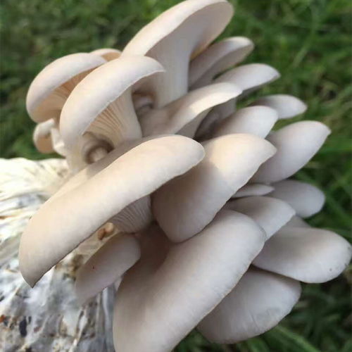 菌棒蘑菇种植新篇章：揭秘高效环保的绿色技术