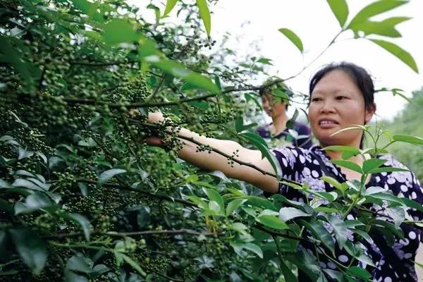 江津富硒农产品_中国重庆江津富硒产业发展大会_江津西藏富硒合作协议