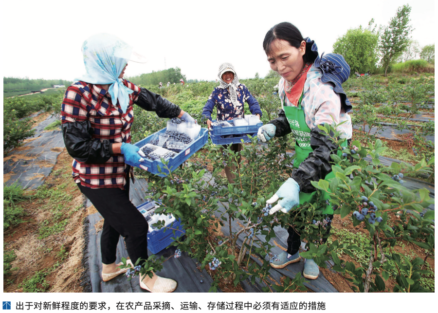 农产品冷链物流发展现状_农产品质量安全追溯取得突破_农产品冷链“最先一公里”问题及解决方案