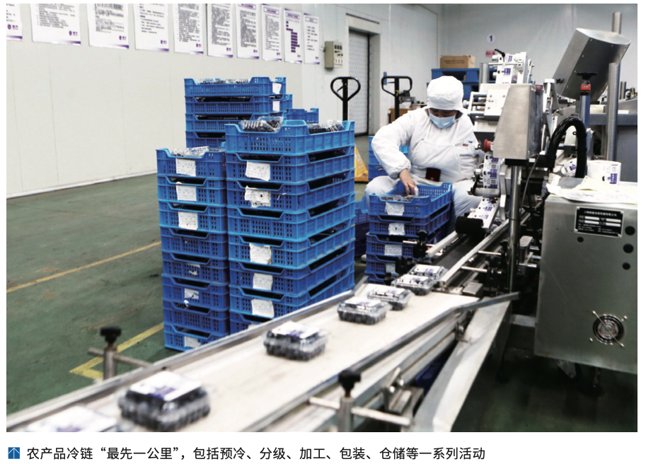 农产品冷链“最先一公里”问题及解决方案_农产品冷链物流发展现状_农产品质量安全追溯取得突破