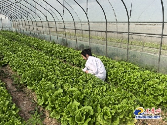 最新食用农产品安全法_六合区农产品质量安全检测_严格规范抽样流程
