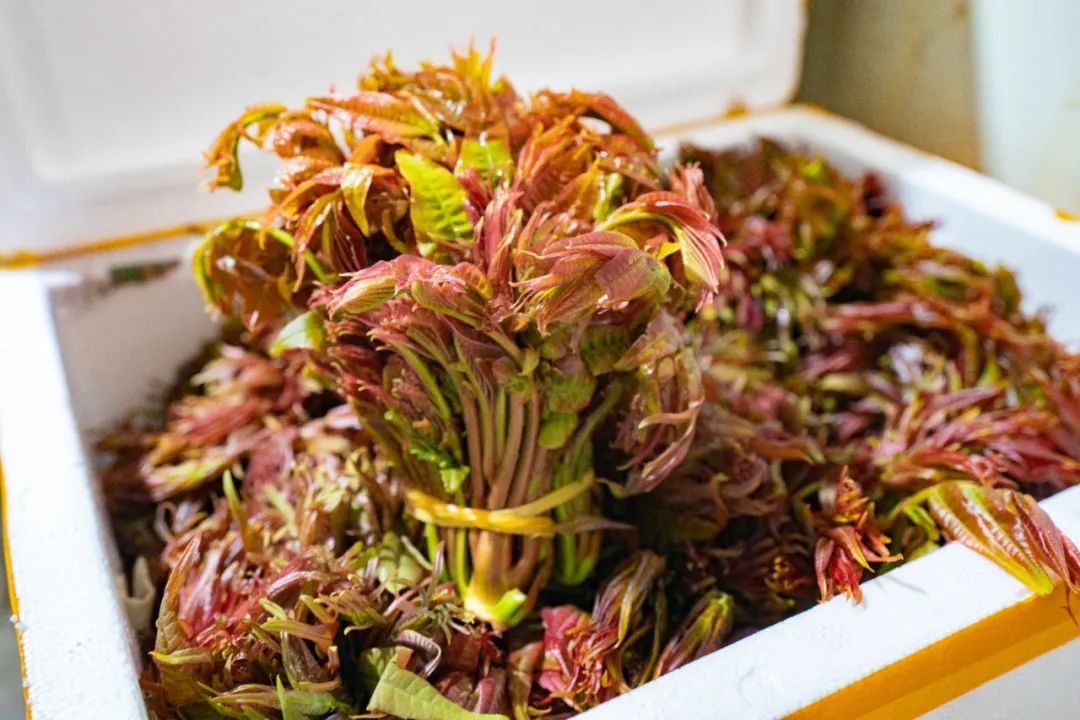 崇明羊肚菌种植_上海 农产品配送_上海春菜批发市场