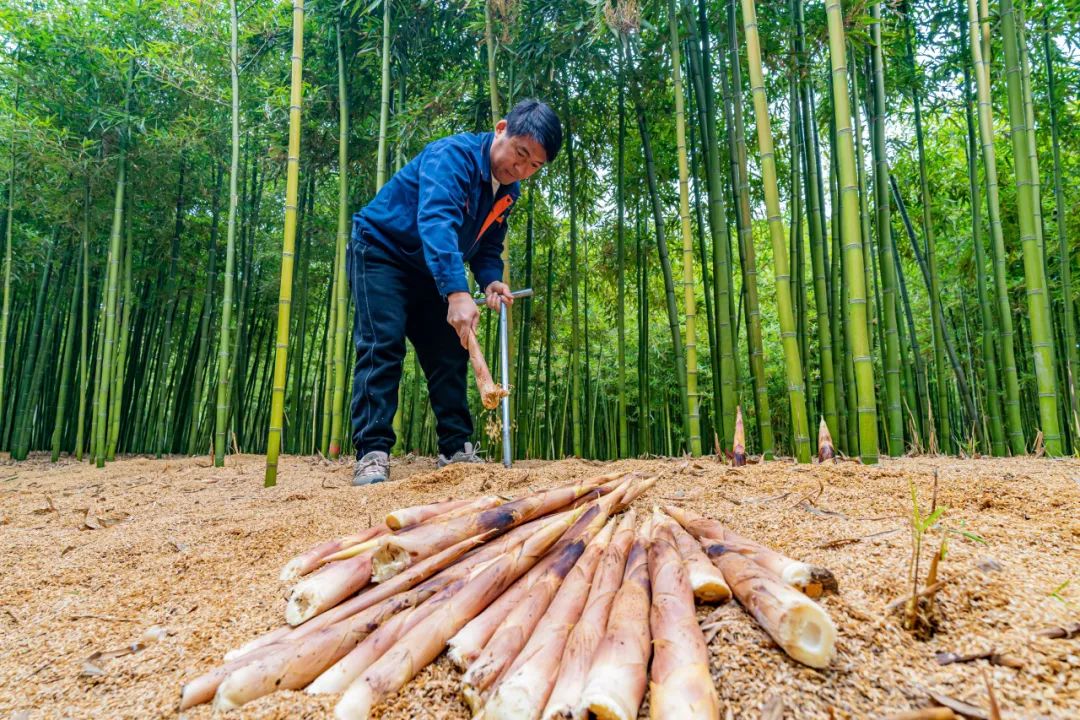 崇明羊肚菌种植_上海 农产品配送_上海春菜批发市场