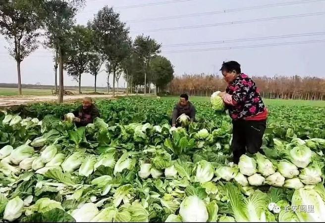 长安闾里爱心助农活动_兴平市西赵官村滞销大白菜_农产品滞销 公益