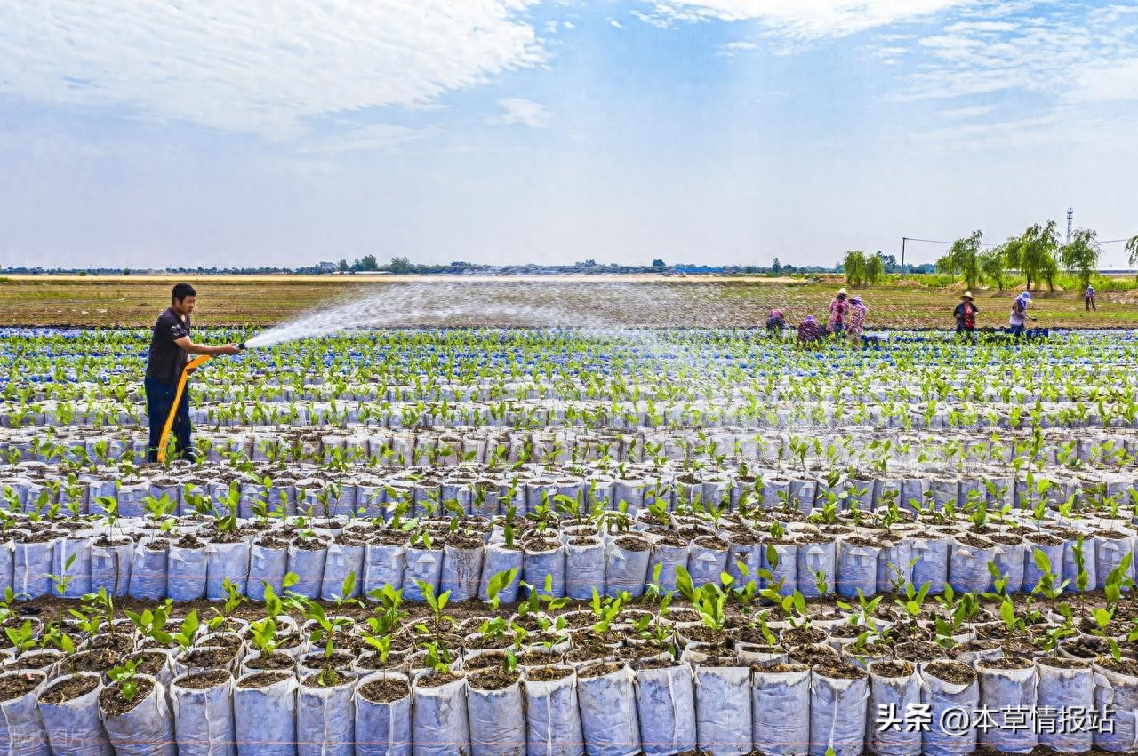 如何解决农产品种植分散问题？多方面策略请查收