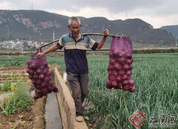 云南农产品滞销解决方案_农产品滞销 公益_云南消费扶贫行动