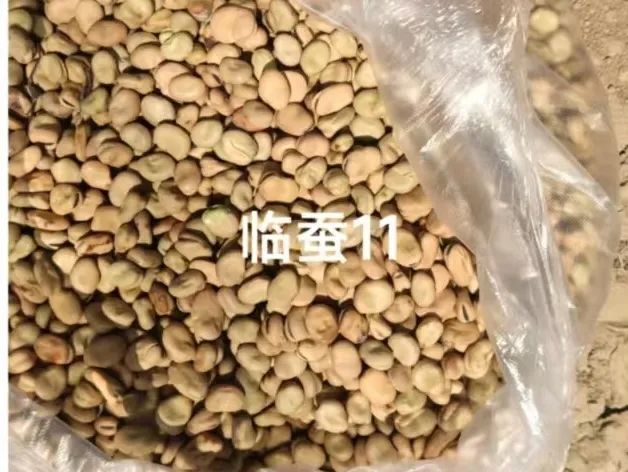 永靖县农产品监测_高标准农田项目建设进度_2025年春季农业生产技术指导