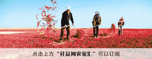农产品上行难点_社员网农产品上行_化德县土豆滞销解决方案