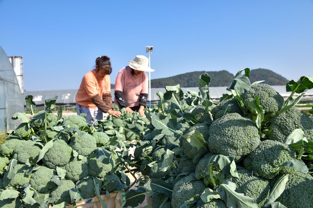 中国特色农产品_特色农产品种植_有机蔬菜种植技术