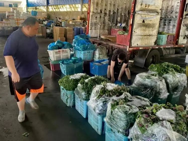 全国蔬菜供应情况分析_上海蔬菜批发价格下降_蔬菜批发网 最大的线上农产品