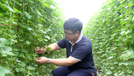 如皋黑塌菜 国家地理标志产品 _上海市无公害农产品_ 如皋绿色食品品牌