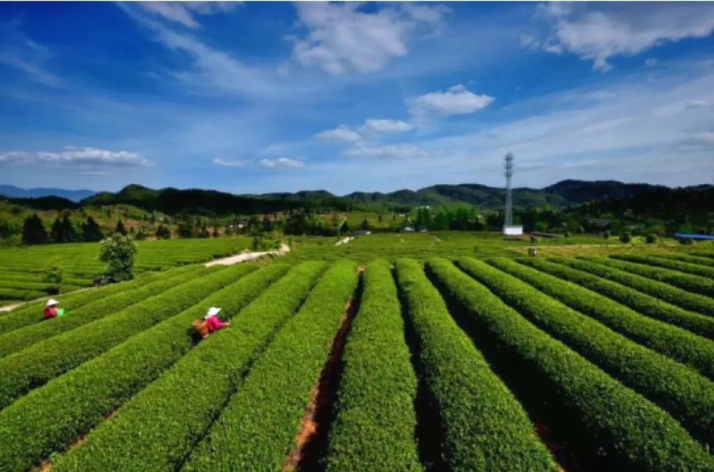 湄坨村茶叶加工厂_印江自治县茶叶产业振兴_印江的特色农产品