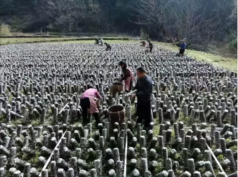 湄坨村茶叶加工厂_印江的特色农产品_印江自治县茶叶产业振兴