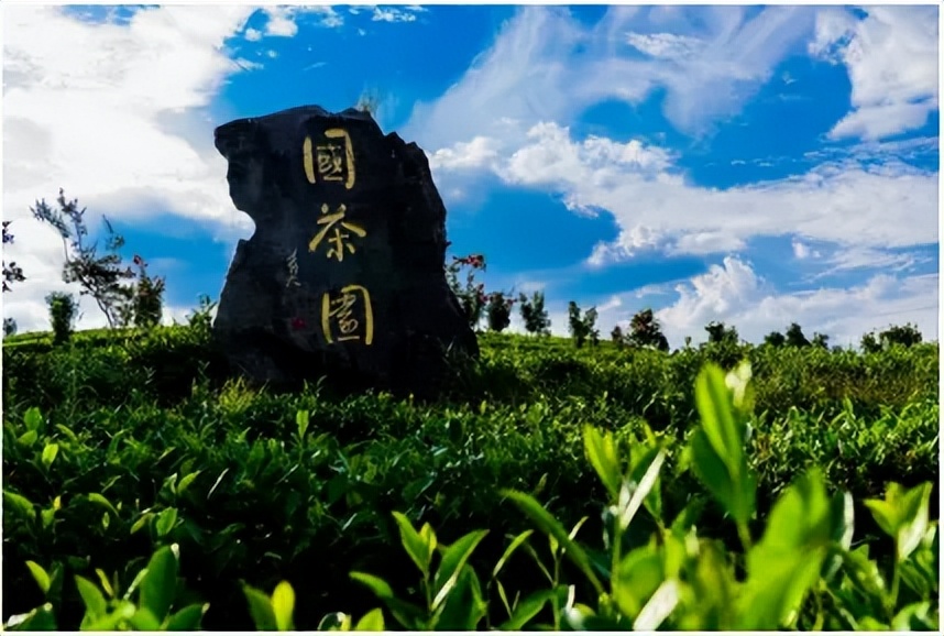 印江的特色农产品_湄坨村茶叶加工厂_印江自治县茶叶产业振兴