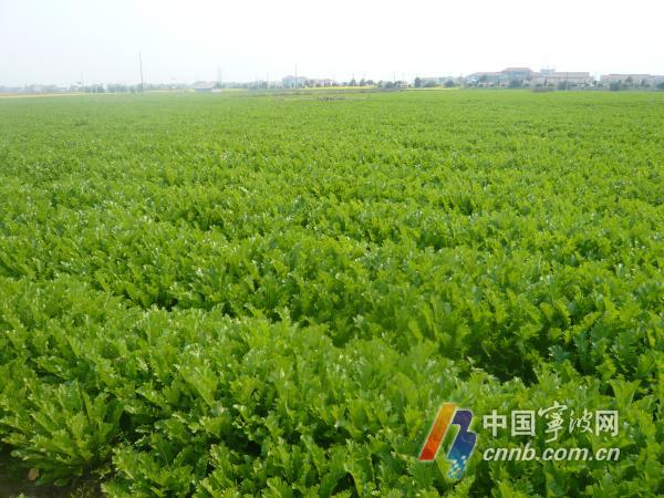 无公害农产品基地生产管理制度_宁波无公害农产品认定_无公害农产品认证制度改革
