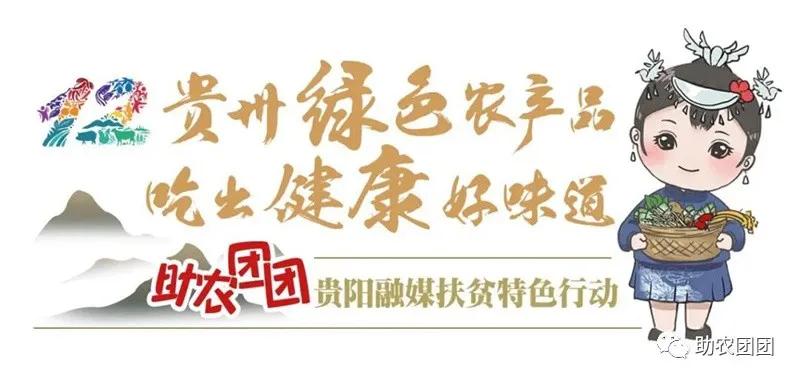 收完甘蓝种芥菜，印江木黄镇新民坝区蔬菜迎来丰收时节