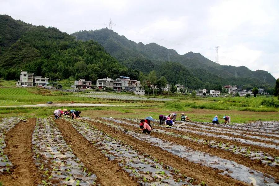 印江自治县蔬菜种植_印江农业产业结构调整_印江的特色农产品