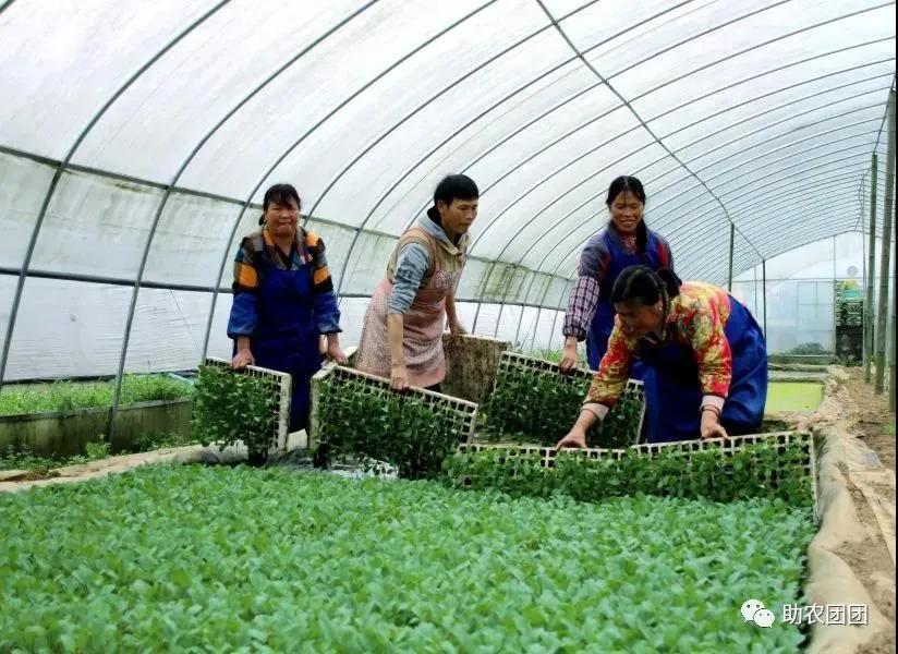 印江的特色农产品_印江自治县蔬菜种植_印江农业产业结构调整