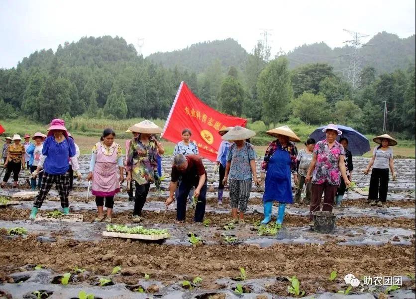 印江农业产业结构调整_印江的特色农产品_印江自治县蔬菜种植
