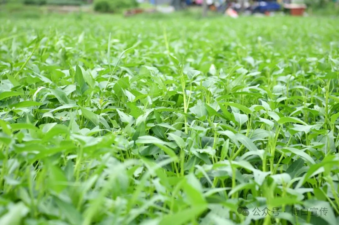 博白空心菜直播推广_特色农产品网络营销_网络达人拍摄博白空心菜