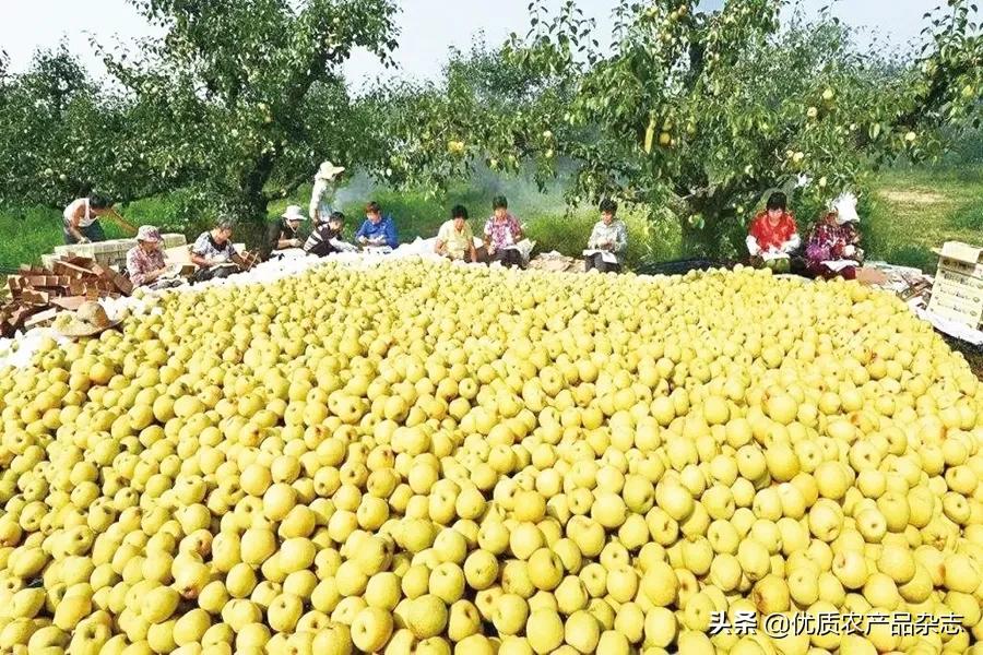 农产品包装方法_坚果树洞式包装_农产品包装设计