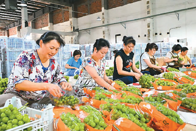 四川省电商人才培训_农产品网络零售额_仁寿县电商平台建设
