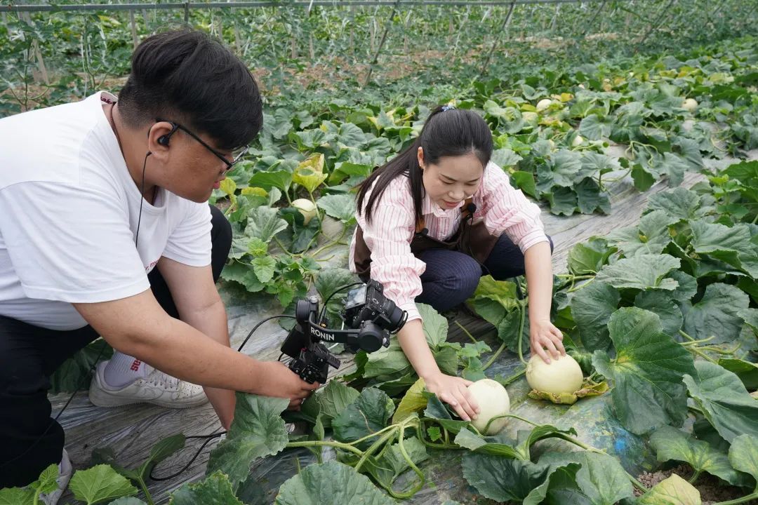 农谷丰登淘宝直播_上海地产农产品直播平台_淘宝卖自产自销农产品