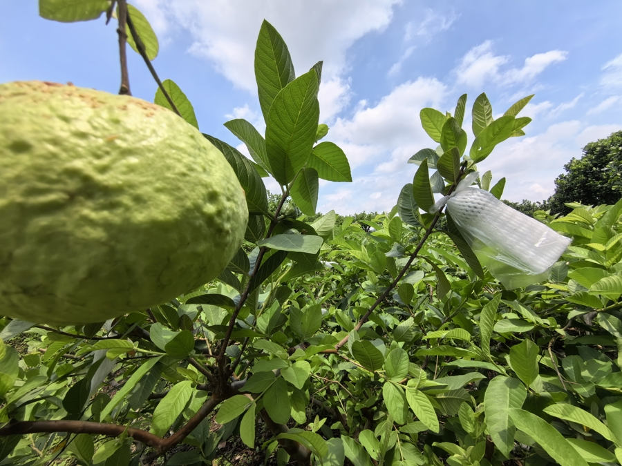 化橘红中药材功效_千年化橘红种植历史_广东名牌农产品