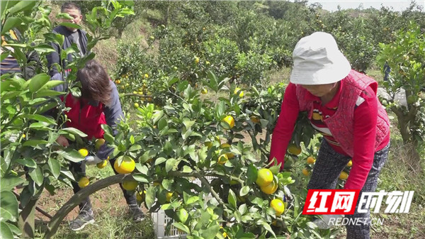柑桔丰收季杨柳铺乡却滞销，党委政府线上线下打开销路