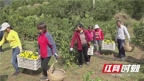 柑桔滞销解决方案_石门农产品(柑橘)滞销 原因_杨柳铺乡柑桔销售