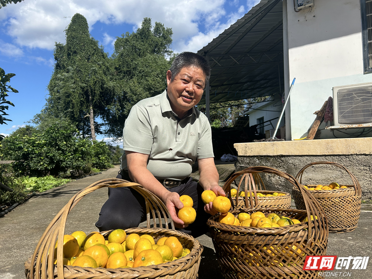 石门农产品(柑橘)滞销 原因_石门柑橘种植规模_湖南省柑橘产业优势