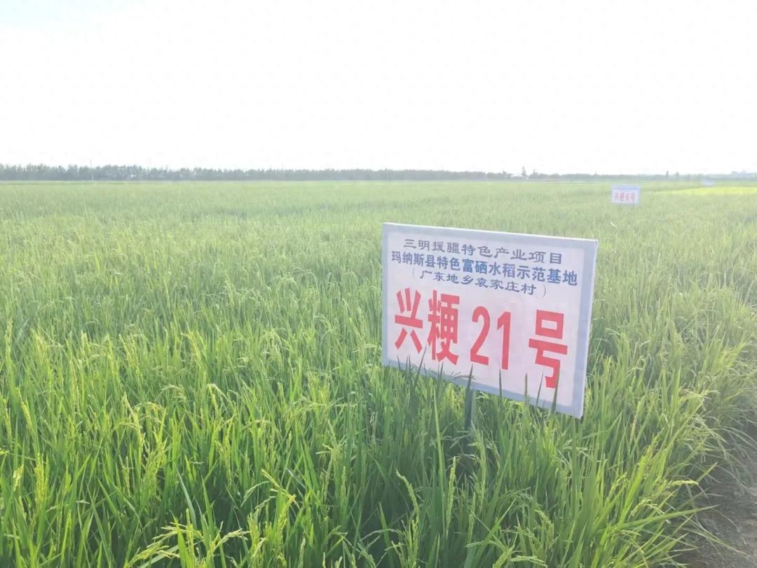 福建援疆三明分指挥部_富硒农产品 福建_新疆玛纳斯县富硒水稻种植