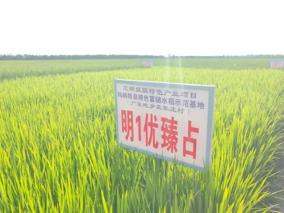 富硒农产品 福建_福建援疆三明分指挥部_新疆玛纳斯县富硒水稻种植