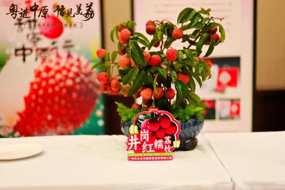 粤豫荔枝合作_广东农产品排名_广东荔枝河南产销对接活动