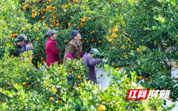 石门柑橘红了！每个石门人都有段与柑橘有关的故事