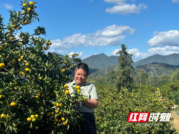石门柑橘出口_石门农产品(柑橘)滞销 原因_湖南石门柑橘产业