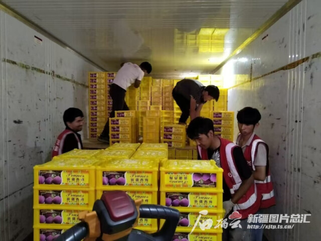 新疆快递量千吨级鲜果_轮台小白杏快递量2800余吨_新疆库尔勒农产品