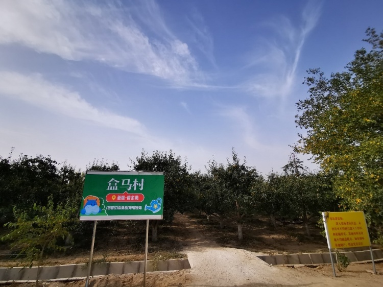 十一长假前新疆库尔勒盒马村树顶红香梨进入采收季，你了解吗？