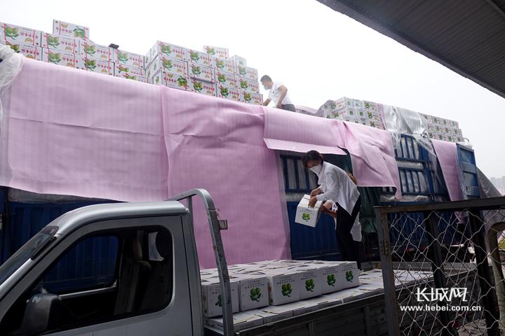 新疆库尔勒农产品_河北航空香梨号_库尔勒香梨销售