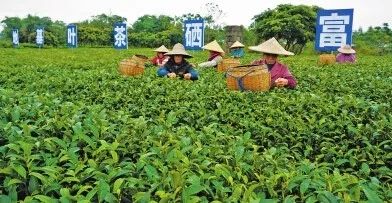 富硒农产品标准_富硒农产品种植技术_富硒大米与普通大米区别