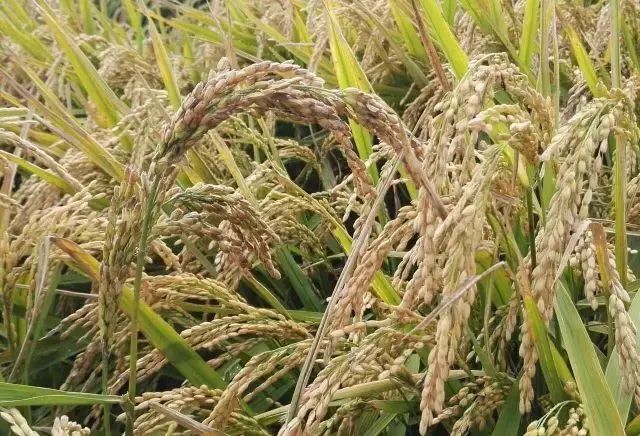 富硒农产品标准_富硒农产品种植技术_富硒大米与普通大米区别