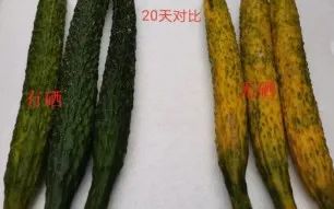 富硒农产品标准_富硒大米与普通大米区别_富硒农产品种植技术